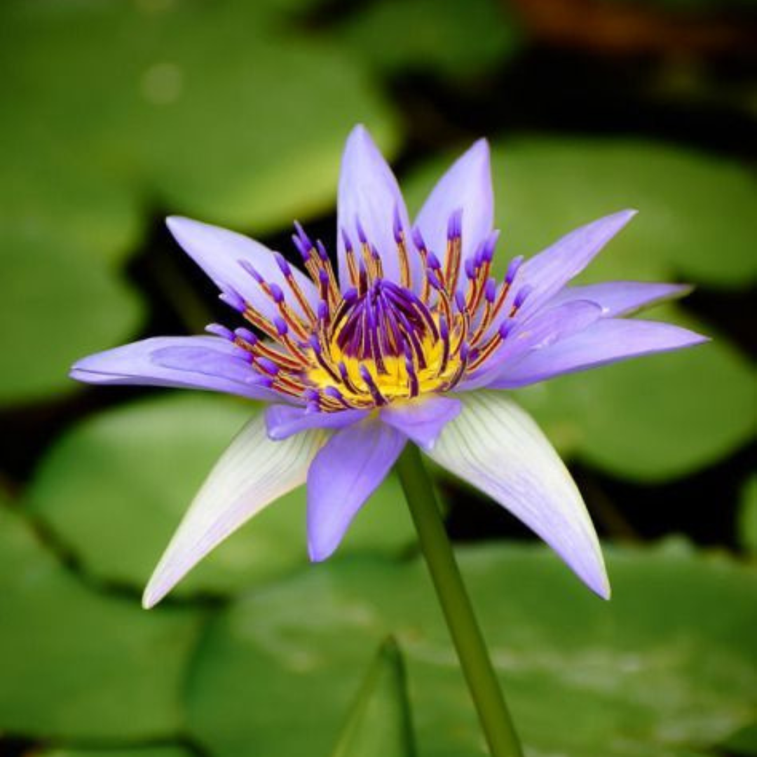 Nymphaea colorata