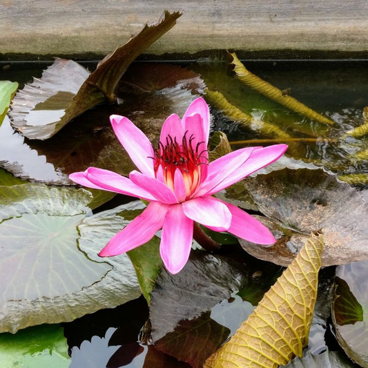 Nymphaea H.C. Haarstick