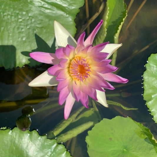 Nymphaea Lavender Star