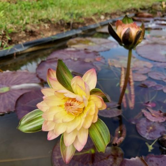 Nymphaea Nangkwag Orange