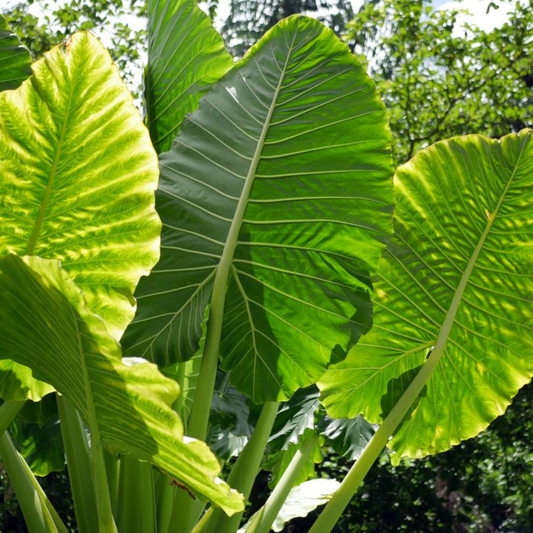 Alocasia macrorrhiza