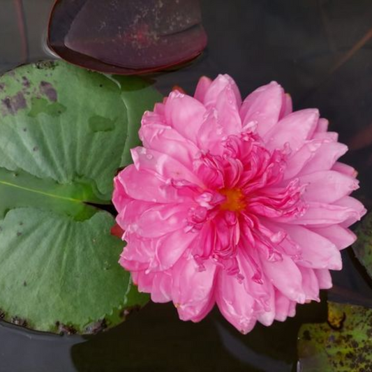 Nymphaea Pink Pom Pom