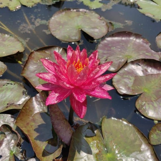 Nymphaea Wanvisa