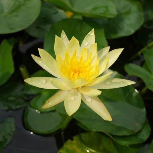 Nymphaea Yellow