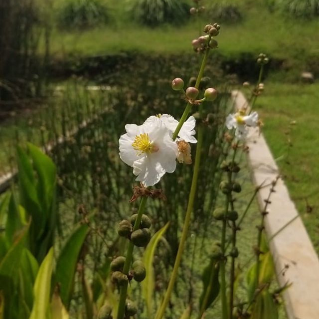 Sagittaria lancifolia