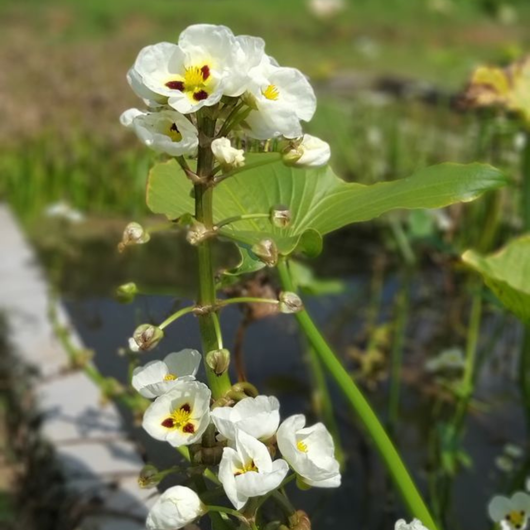 Sagittaria latifolia