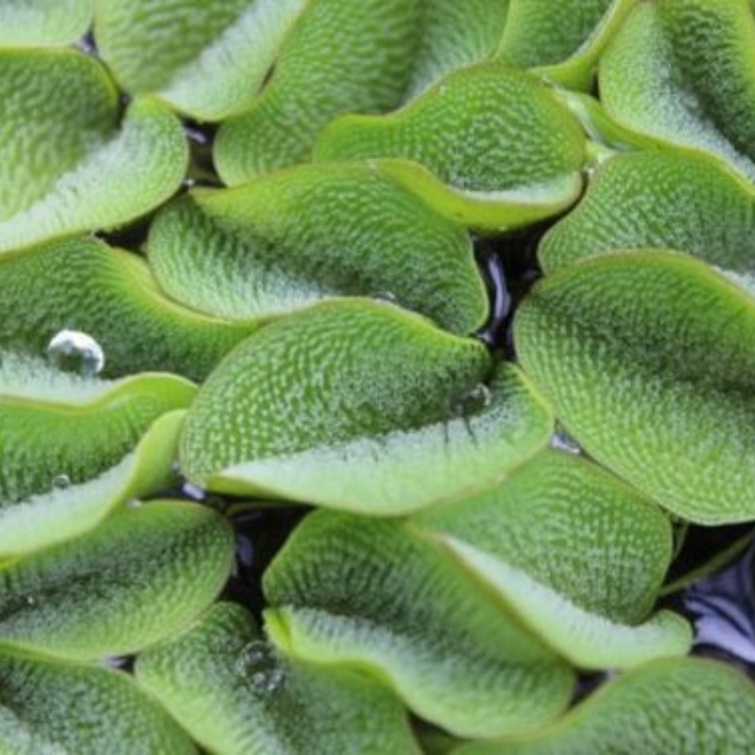 Salvinia molesta