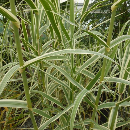 Arundo donax variegata