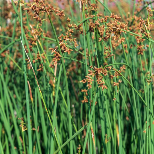 Scirpus lacustris