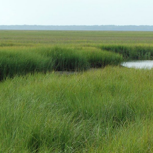 Spartina patens
