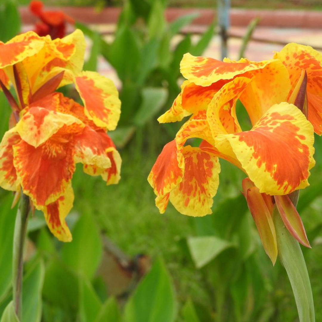 Canna 'Yellow King Humbert'