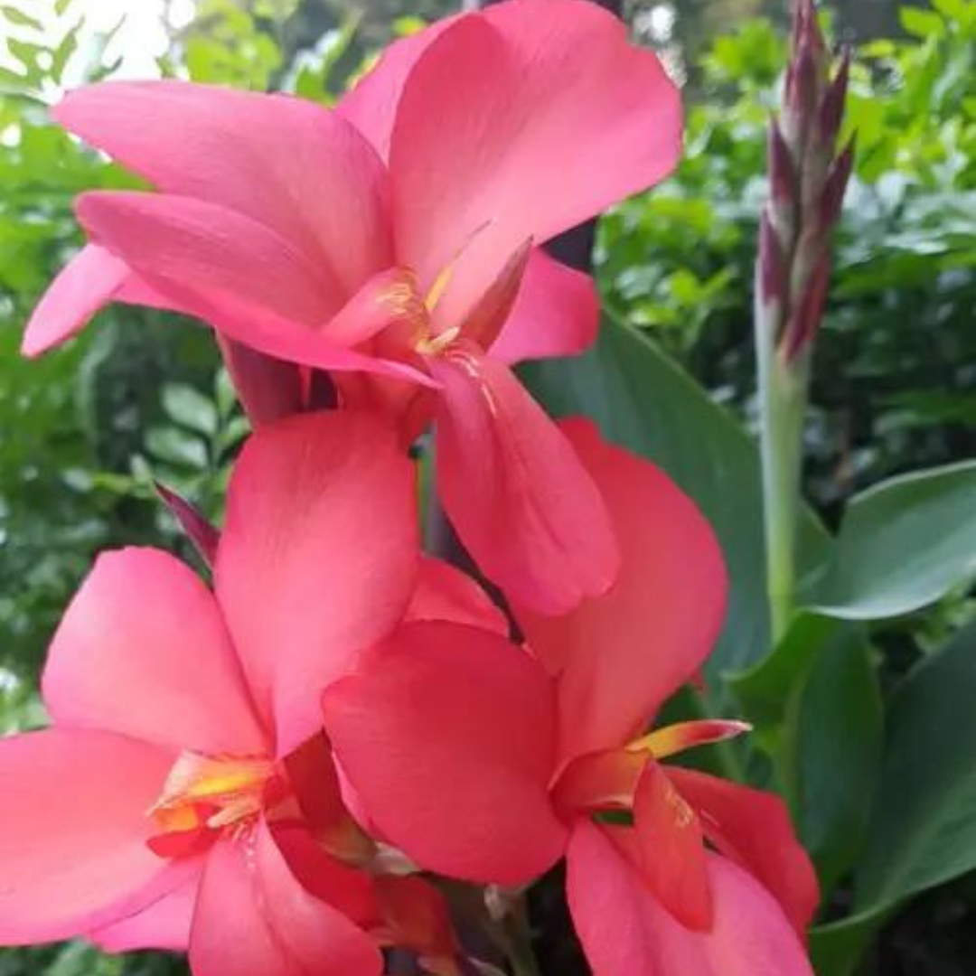 Canna glauca (Pink)