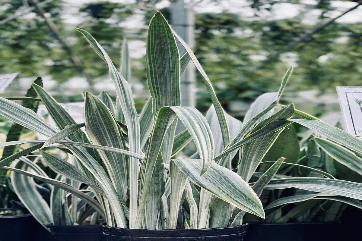 sansevieria siam Sansevieria metallica ‘Siam Silver’