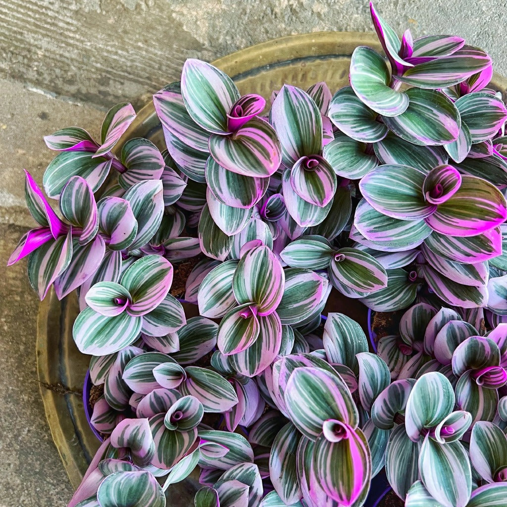Tradescantia Nanouk
