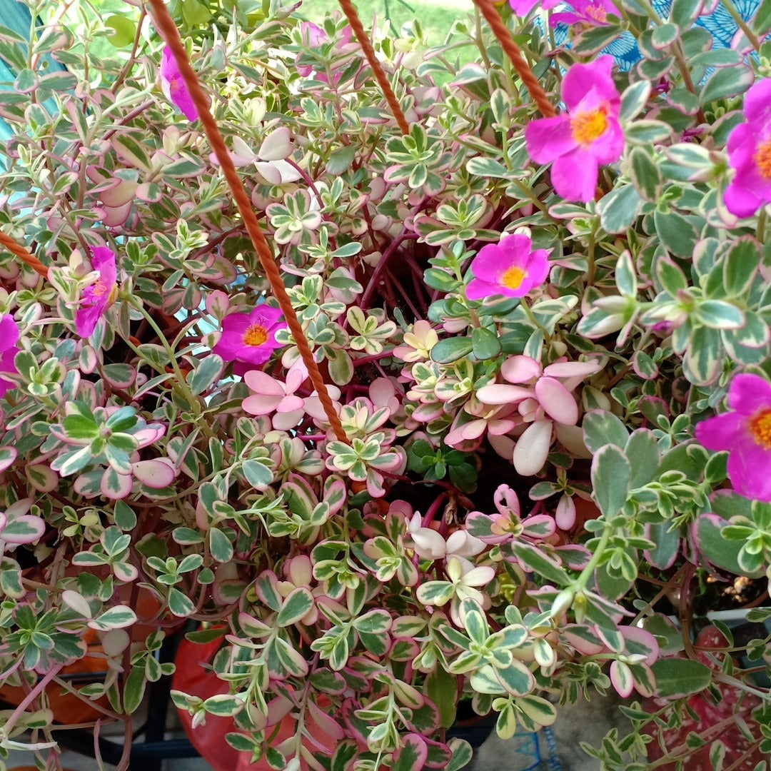Portulaca oleracea ‘Variegata’