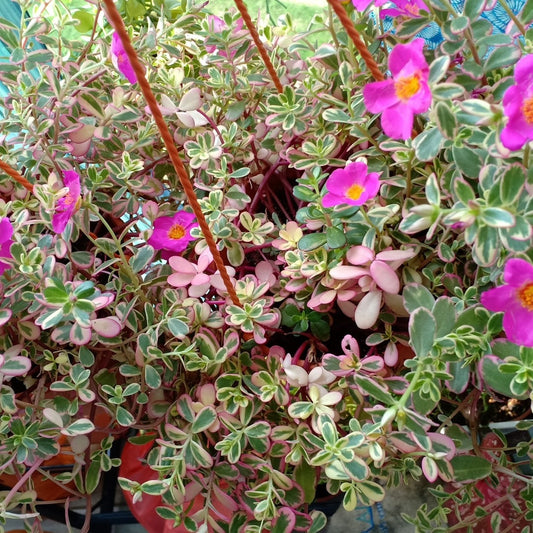 Portulaca oleracea ‘Variegata’