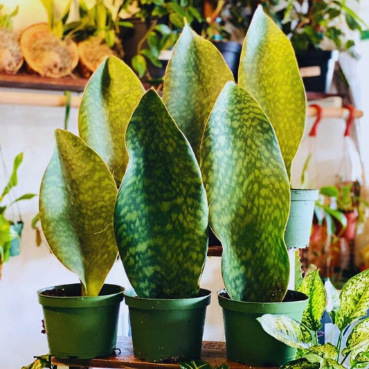 Sansevieria masoniana