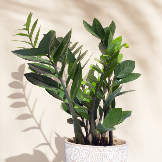 Zamioculcas zamiifolia