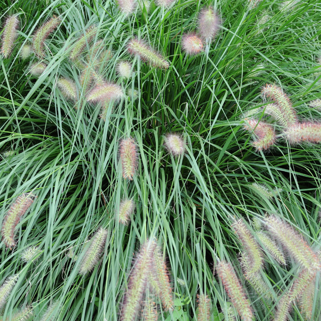 Pennisetum alopecuroides