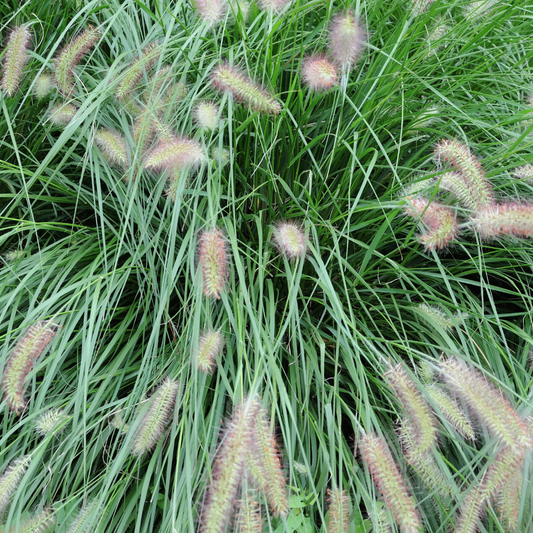 Pennisetum alopecuroides