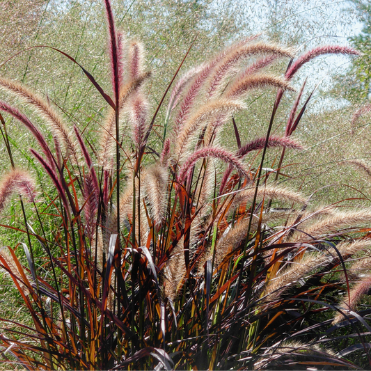 Pennisetum setaceum rubrum