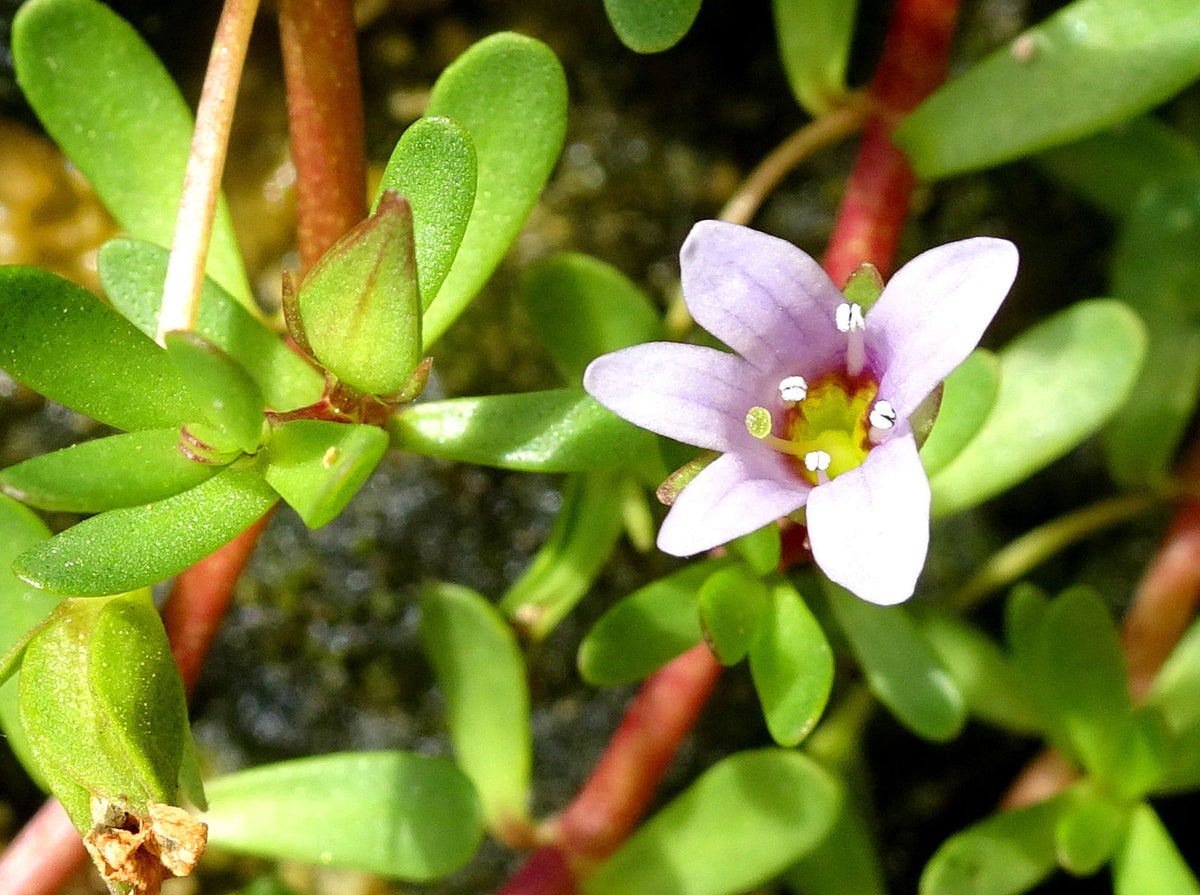 Water Hyssop Pink (Bacopa monnieri)