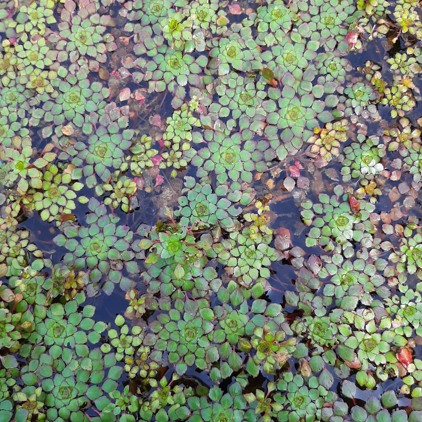 Ludwigia sedioides