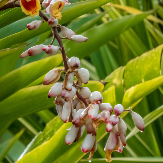 Alpinia nutans