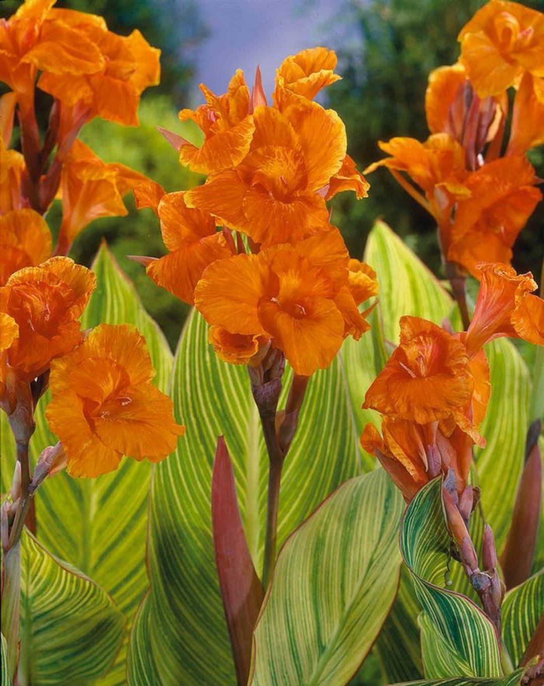 Canna pretoria