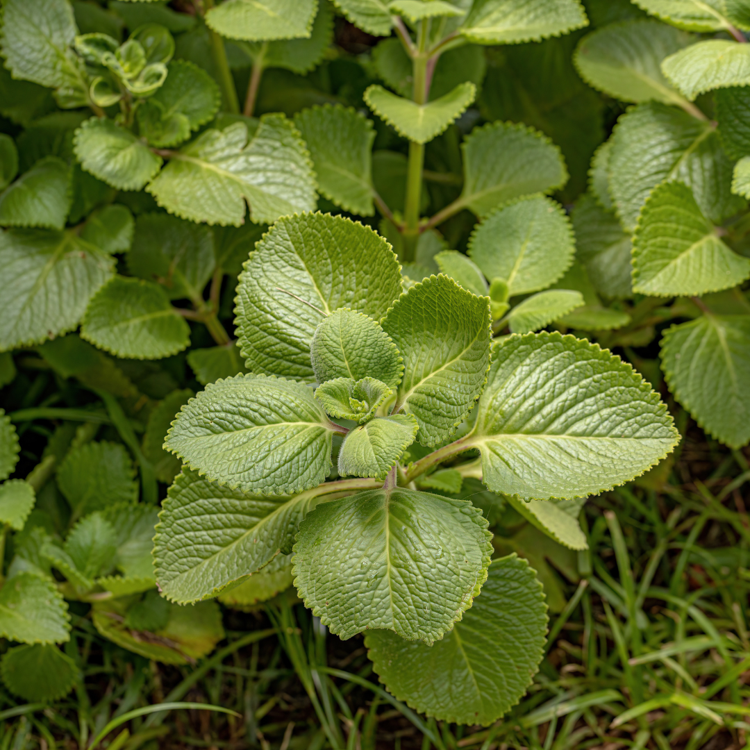 Coleus amboinicus
