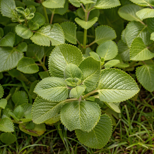 Coleus amboinicus