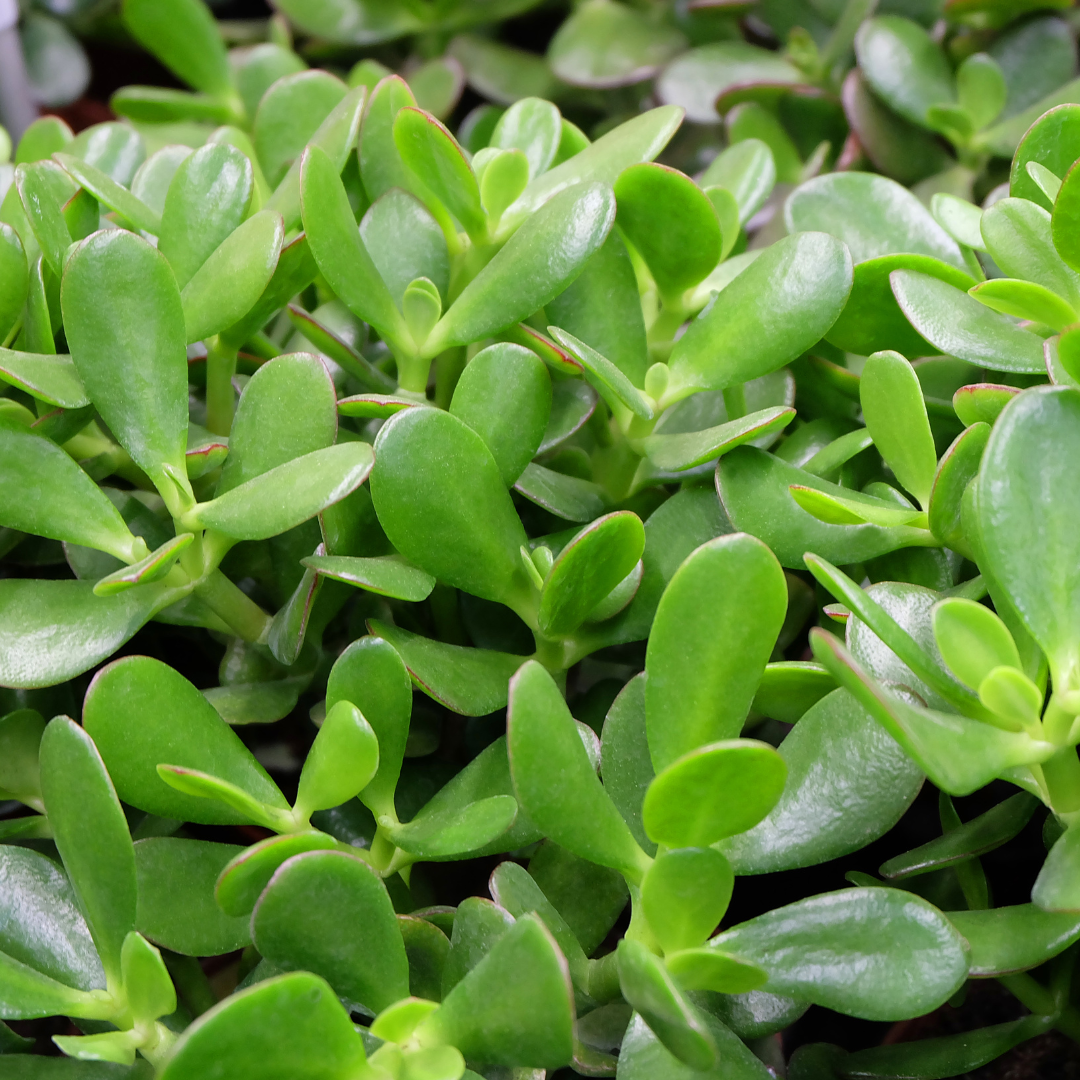 Crassula ovata