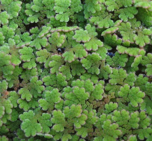 Azolla