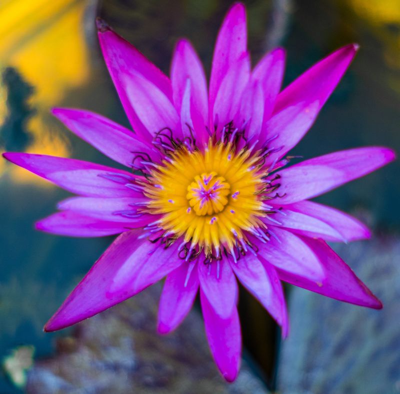 Nymphaea Siam Purple