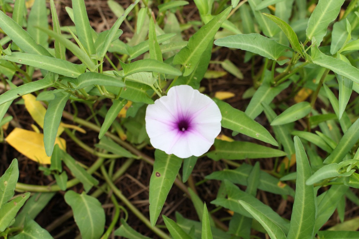 Ipomoea aquatica