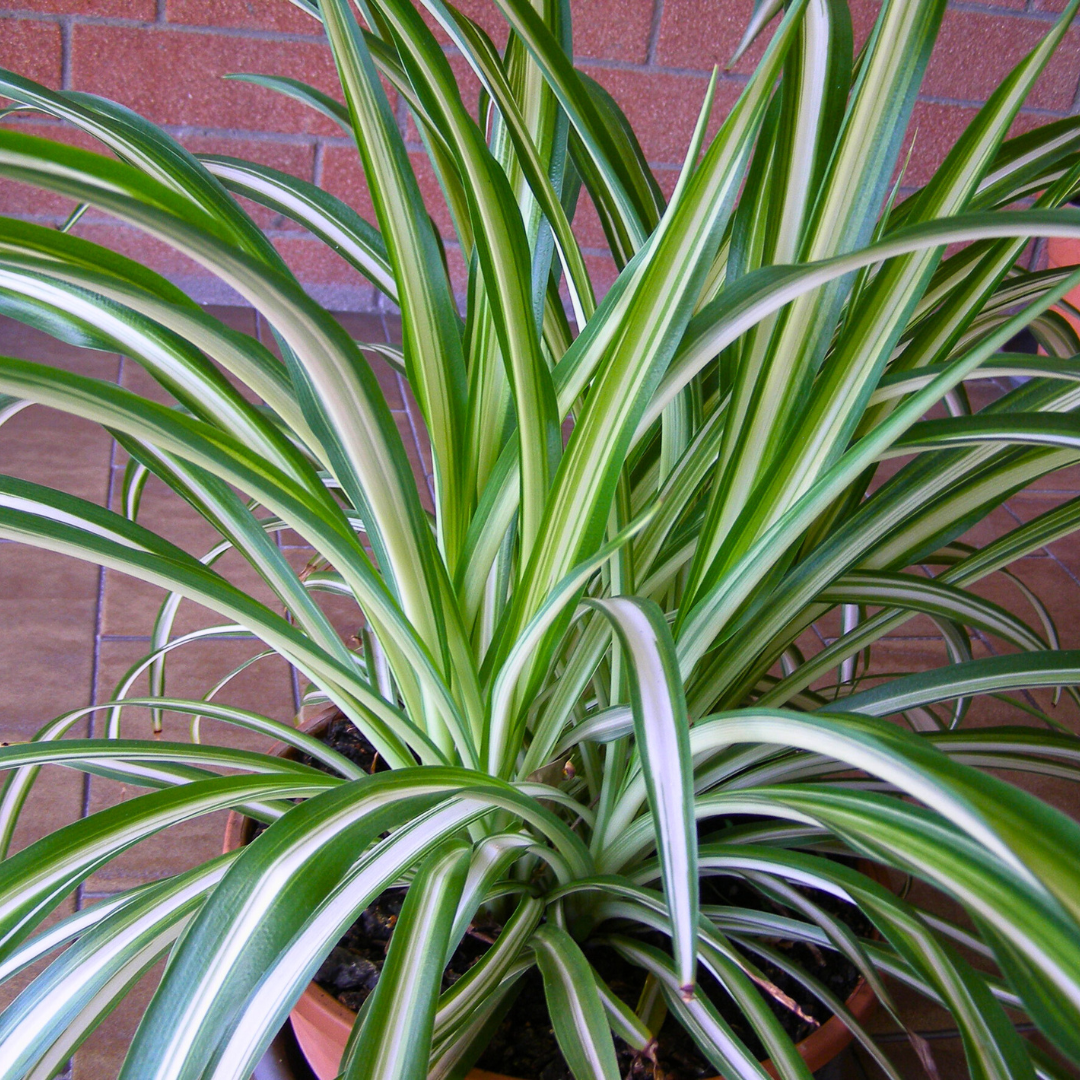 Chlorophytum comosum