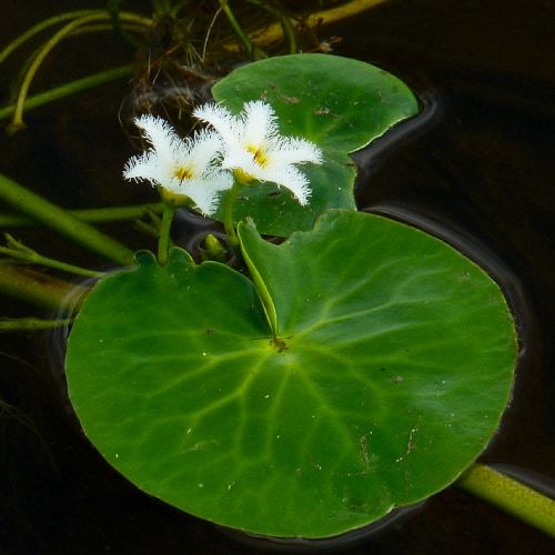 Nymphoides indica