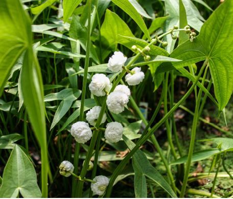 Marginal Plants – Firefly Life Sciences Pvt. Ltd.