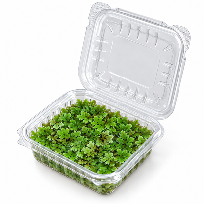 Azolla
