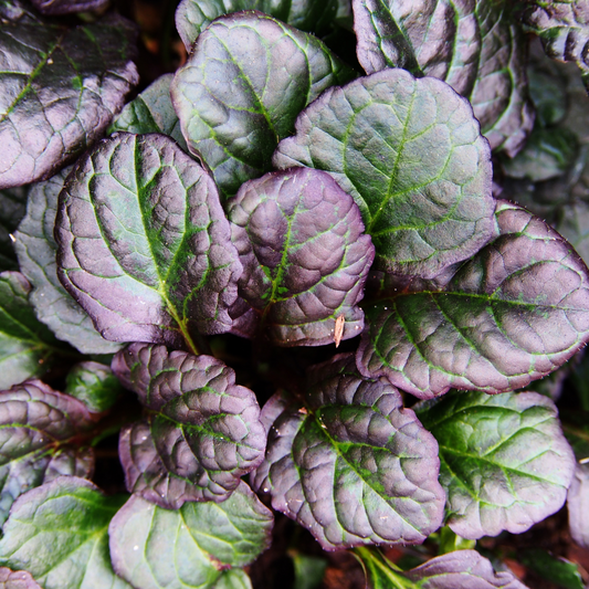 Ajuga reptans