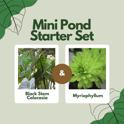 Mini Pond Starter Set