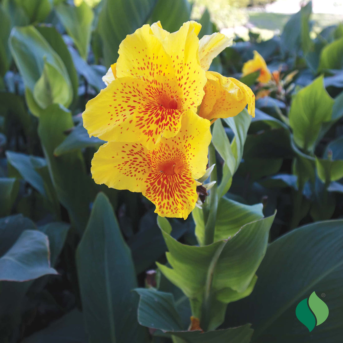 Canna 'Yellow King Humbert'