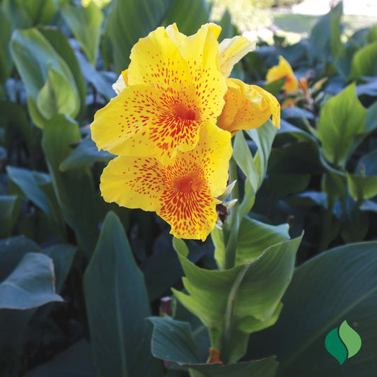 Canna 'Yellow King Humbert'