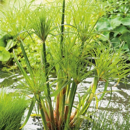 Mini Pond Starter Set