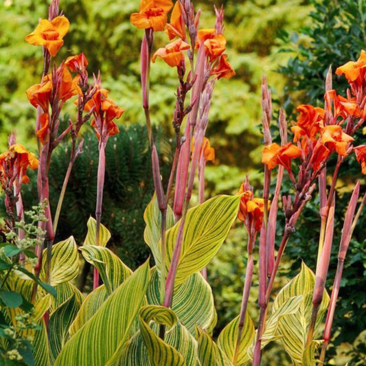 Canna pretoria