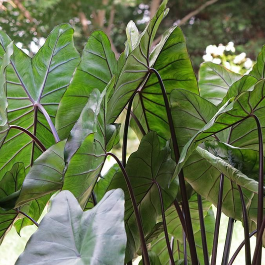 Colocasia fontanesii