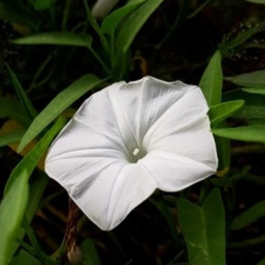 Ipomoea aquatica