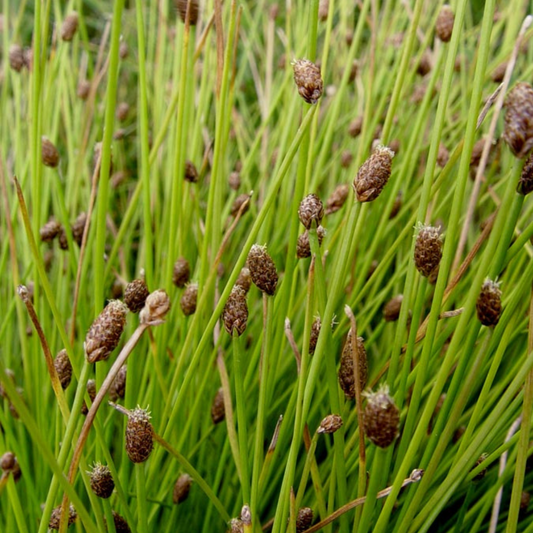 Eleocharis geniculata