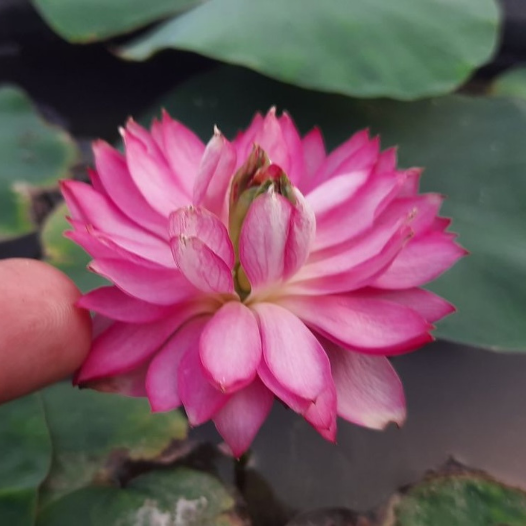 Liang Micro Lotus
