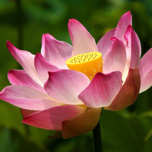 Nelumbo nucifera (Pink)